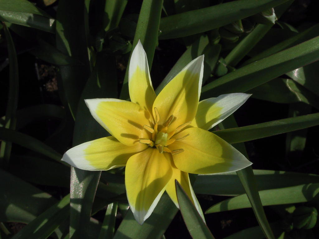 Tulipa tarda (Dasystemon) 03.JPG